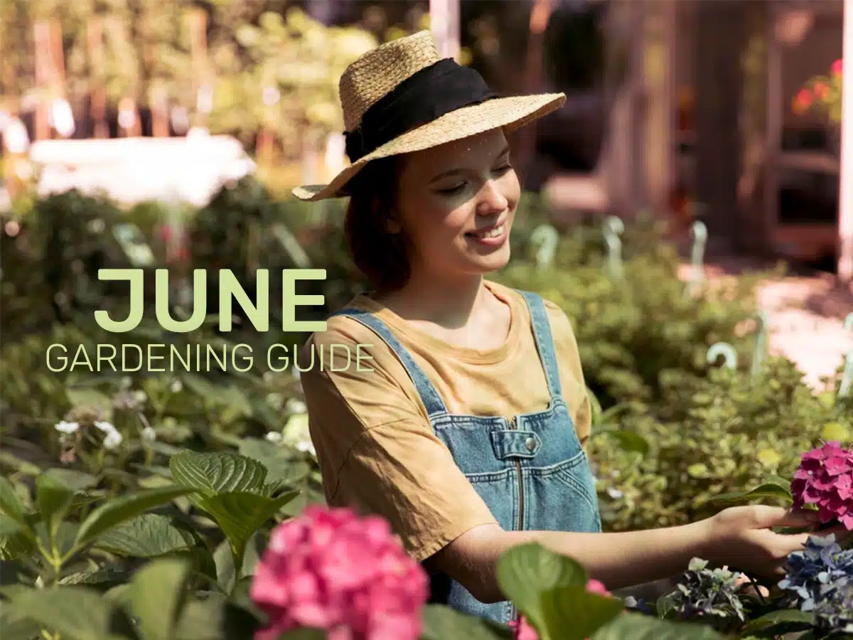 June Gardening Guide- Blooming, Watering, and Welcoming Summer in Style June Gardening Guide- Blooming, Watering, and Welcoming Summer in Style