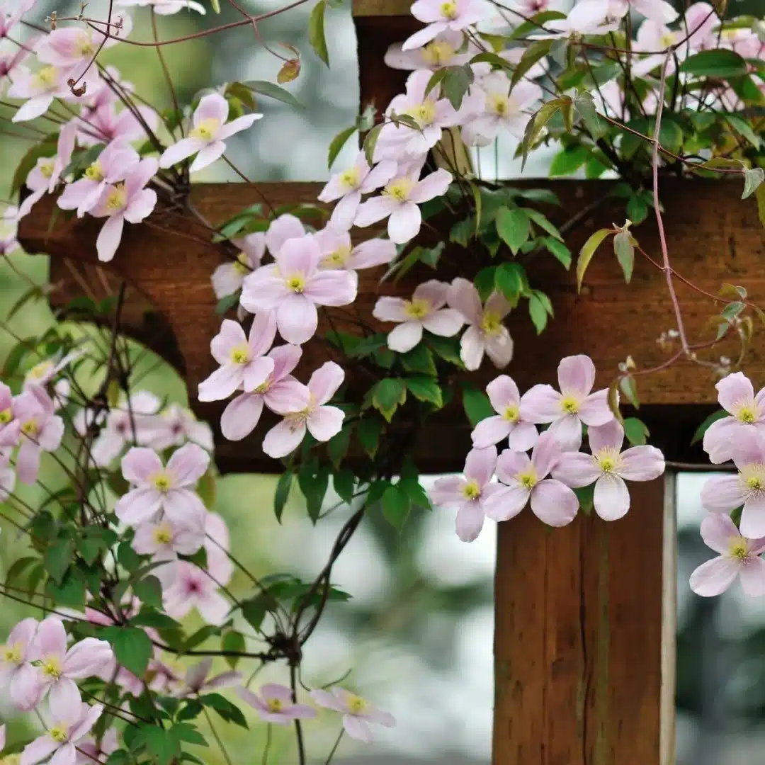 Clematis Montana