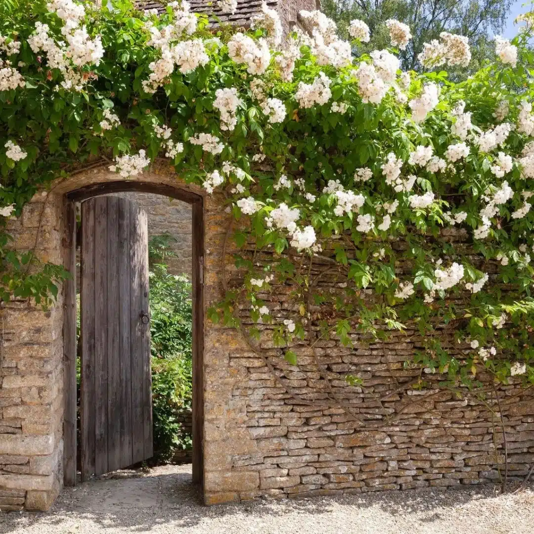 Climbing Roses