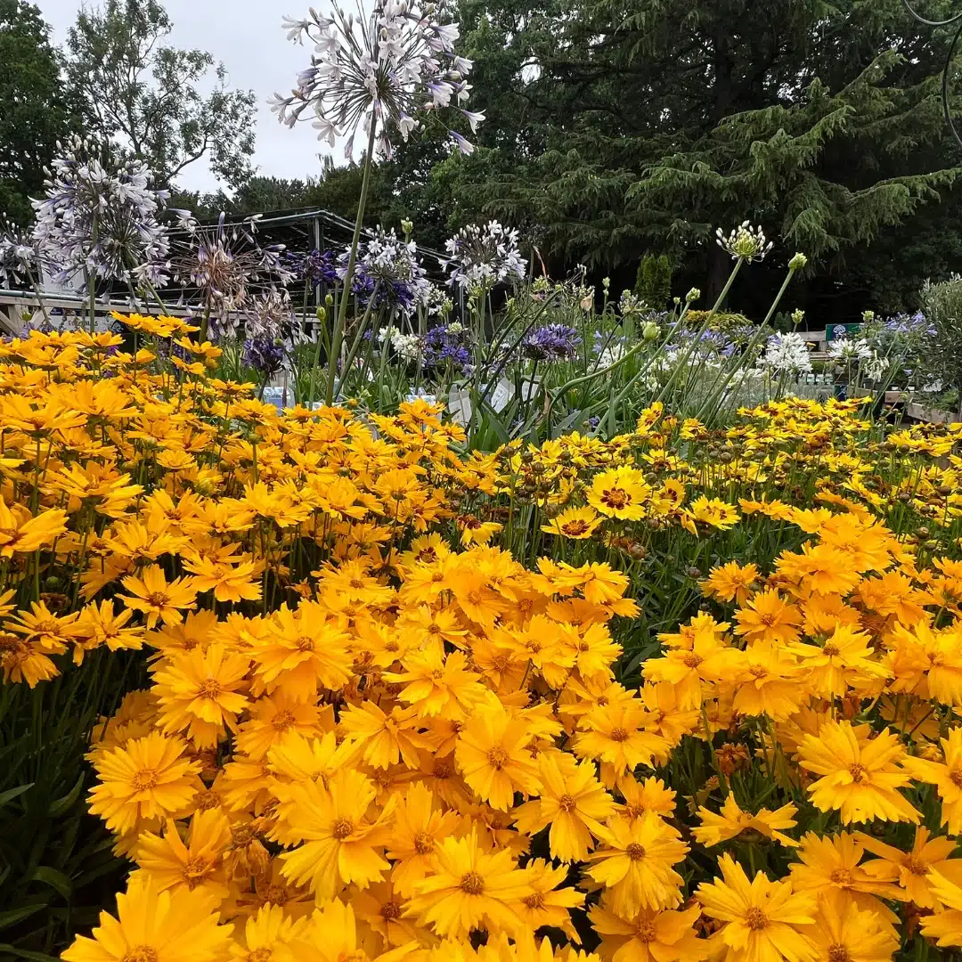 Garden Advice