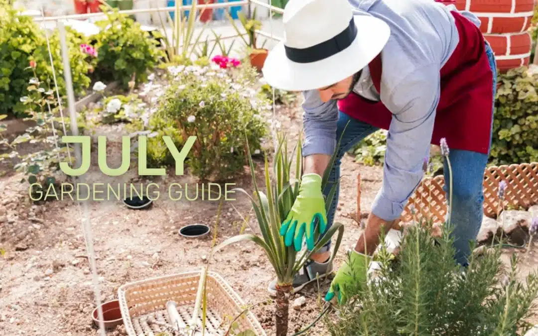 July Gardening Guide: Watering, Harvesting, and Keeping Cool in the Summer Heat