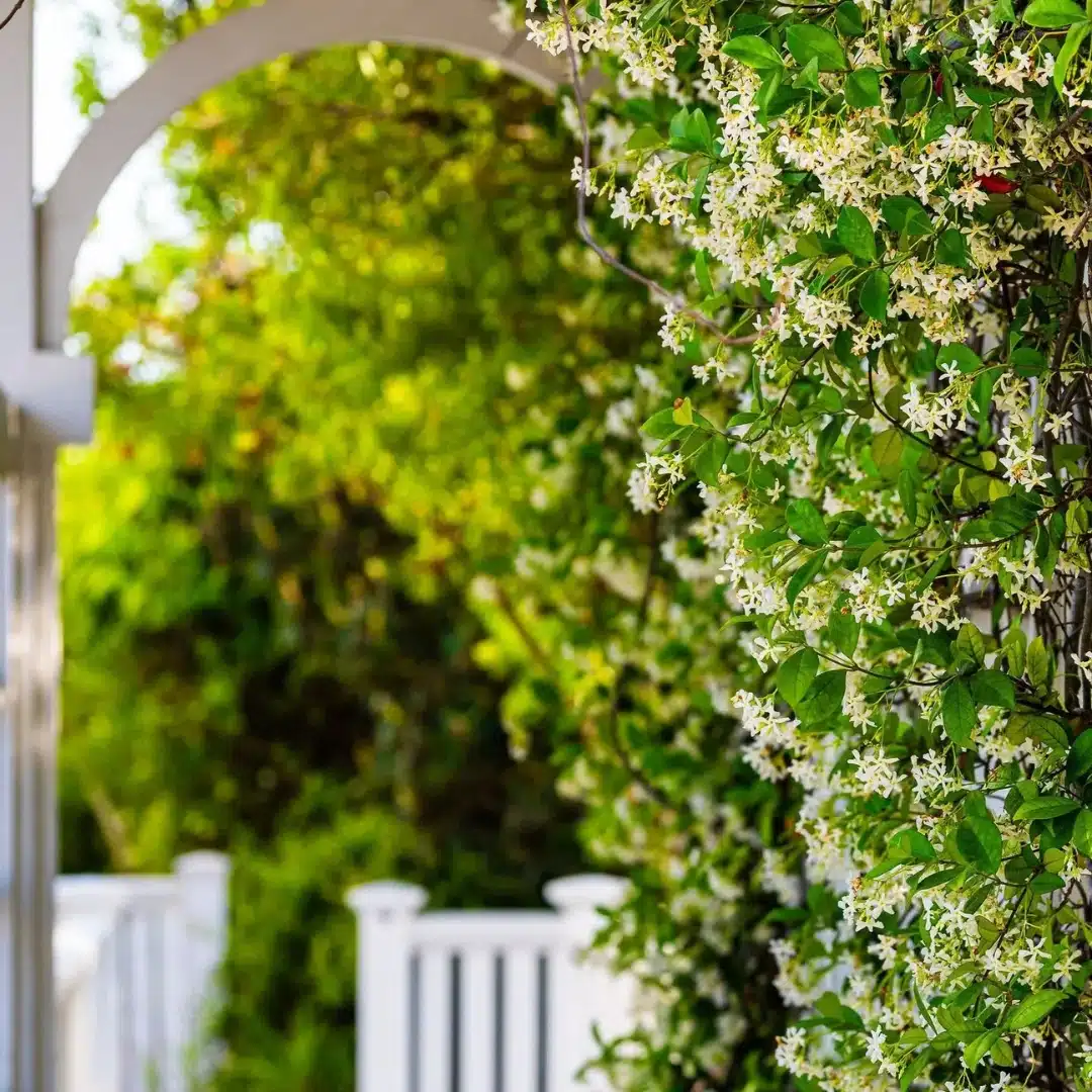 Star Jasmine