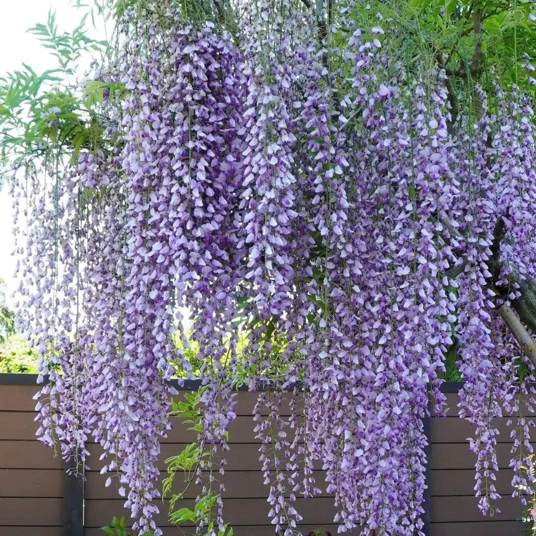 Wisteria