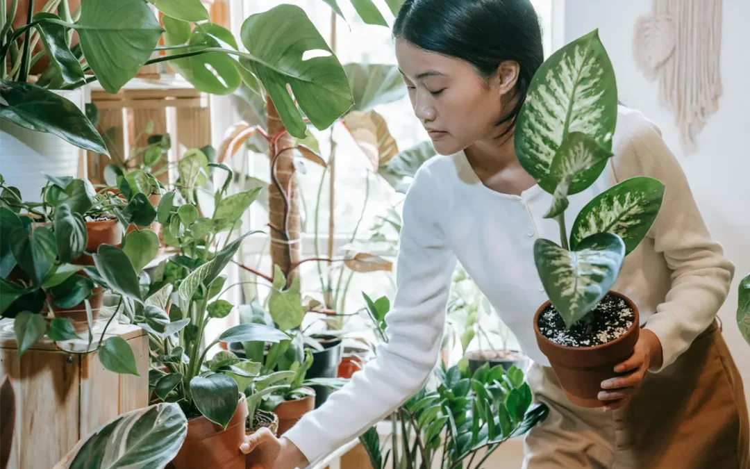 Houseplants for Modern Homes in 2026