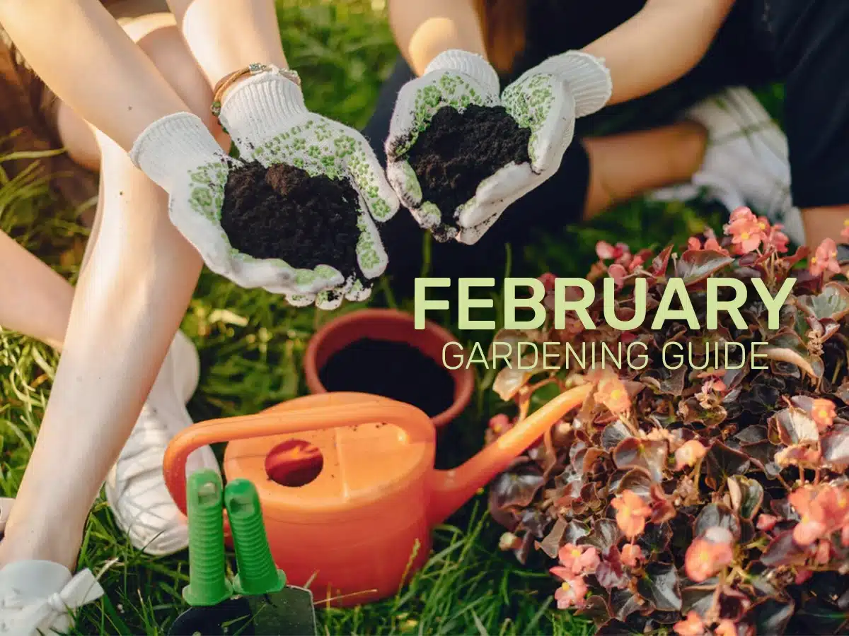 February Gardening Guide- Preparing for Springs Grand Entrance (1) February Gardening Guide- Preparing for Springs Grand Entrance