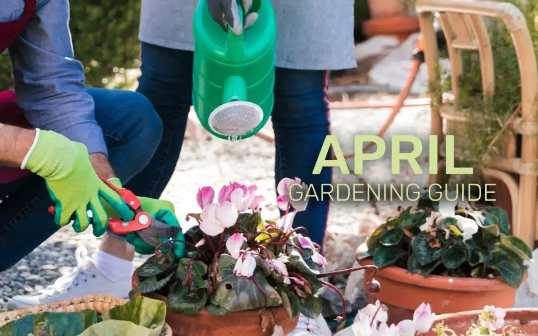 April Gardening Guide: Spring Colour, Easter Planting, and Growing Ahead