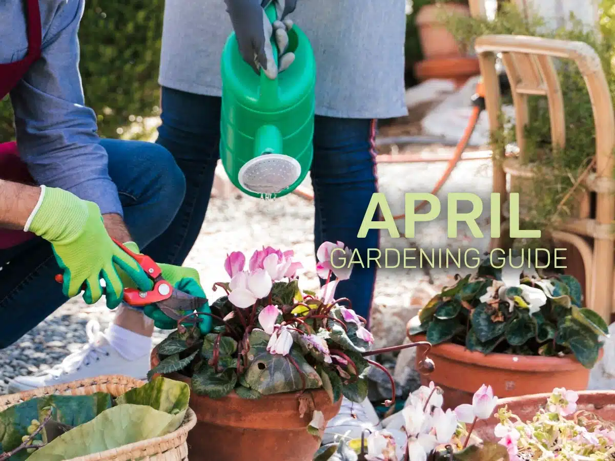 April Gardening Guide- Spring Colour, Easter Planting, and Growing Ahead April Gardening Guide- Spring Colour, Easter Planting, and Growing Ahead