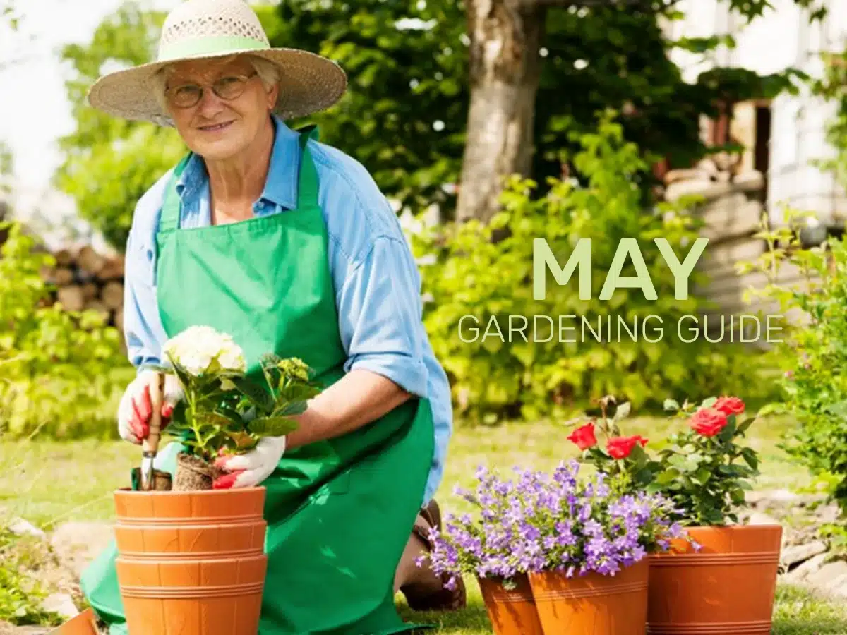 May Gardening Guide- Planting, Pruning, and Preparing for a Blooming Summer May Gardening Guide- Planting, Pruning, and Preparing for a Blooming Summer