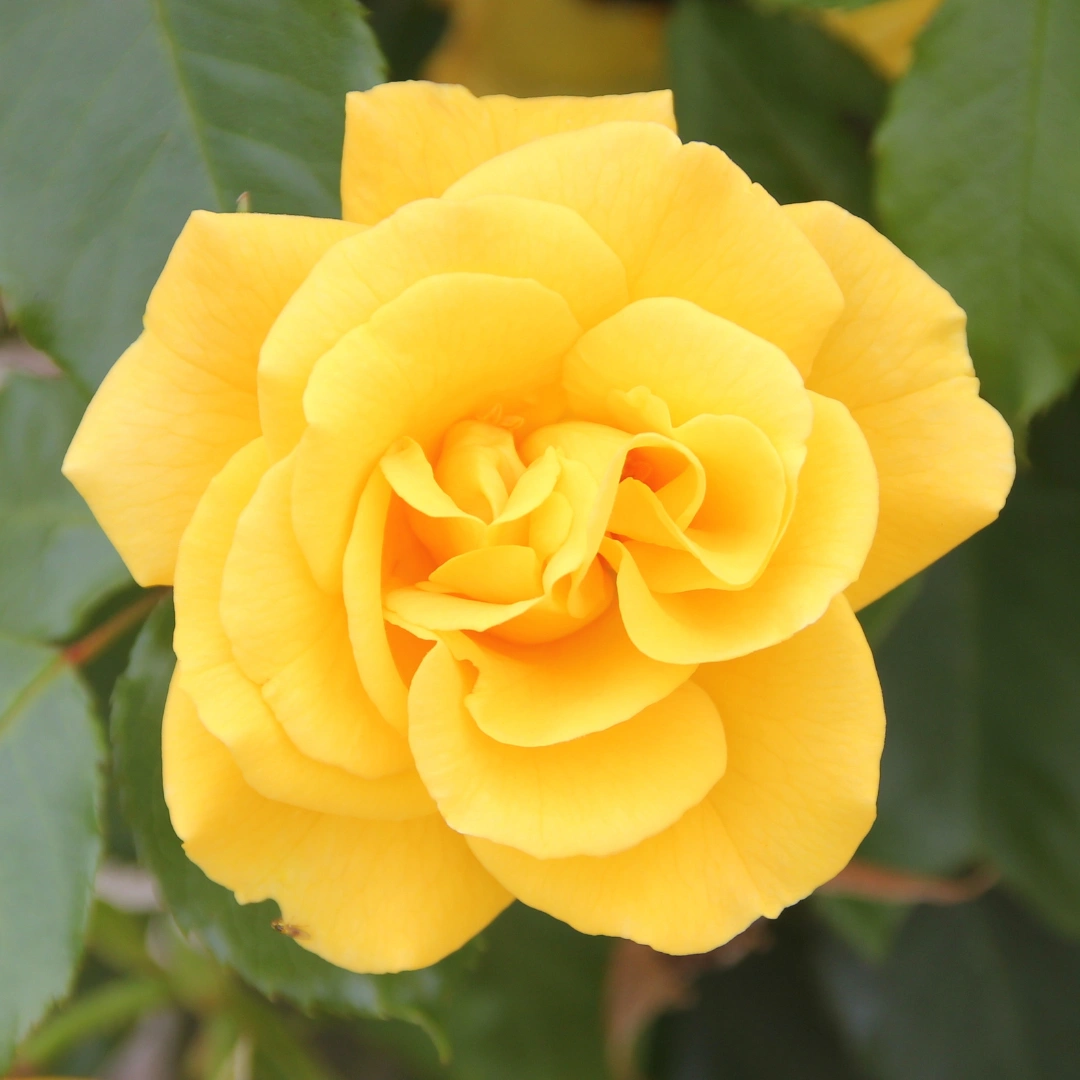 Precious Gold